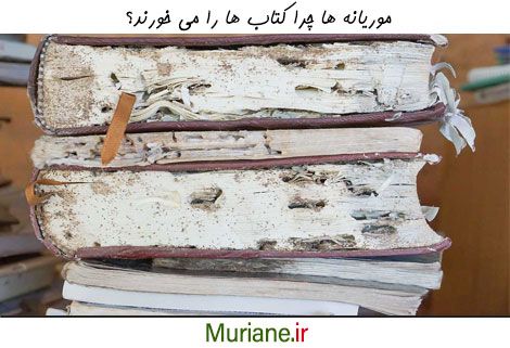 موریانه ها چرا کتاب می خورند؟