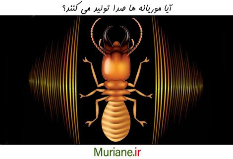 آیا موریانه ها صدا دارند؟