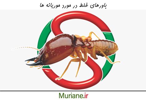 شایعات یا باورهای غلط درباره موریانه ها