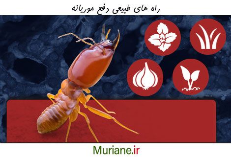 روش های خانگی برای دفع موریانه