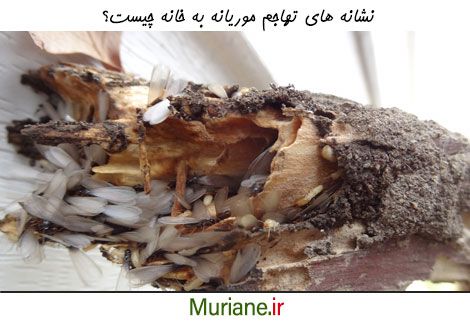 مهمترین نشانه های تهاجم موریانه ها به خانه چیست