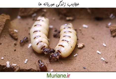 عجایب زندگی موریانه ها