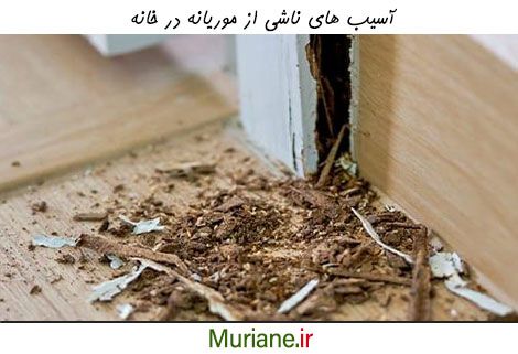 خسارات به جا مانده از موریانه ها