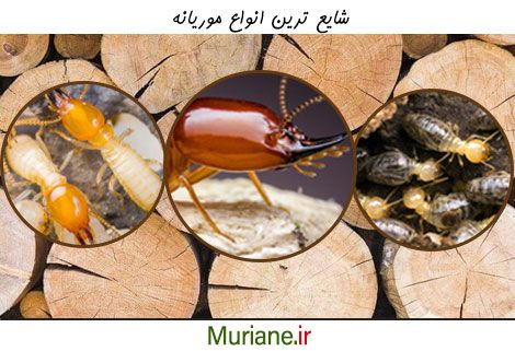 شایع ترین انواع موریانه