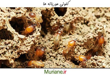 کلونی موریانه ها